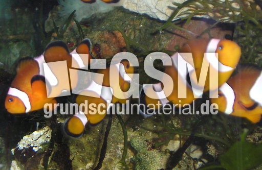 Orange-Ringelfisch-5.jpg
